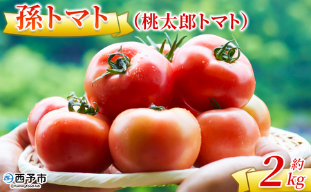 ＜孫トマト（桃太郎トマト）約2kg＞ トマト とまと 2キロ 孫トマト 大玉 愛媛県産 西予市産 食品 桃太郎トマト 桃太郎 野菜 やさい サラダ 産地直送 国産 城川 吉岡農園 愛媛県 西予市【常温】『2026年8月～11月中旬迄に順次出荷予定』SYN0001