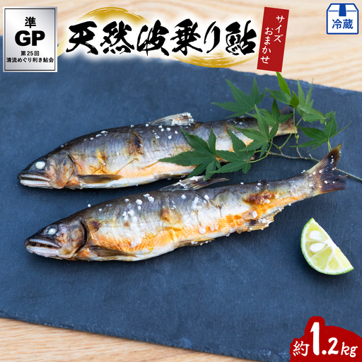 天然波乗り鮎 約1.2kg サイズおまかせ 15～17尾 鮎 天然 約1.2kg あゆ アユ 天然鮎 清流 海部川 川魚 冷蔵