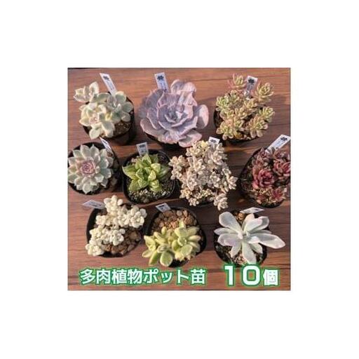 多肉植物ポット苗の錦(斑入り)10個セット [1227]