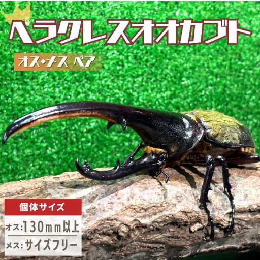 ヘラクレスオオカブト オス メス 成虫ペアセット 130mm以上