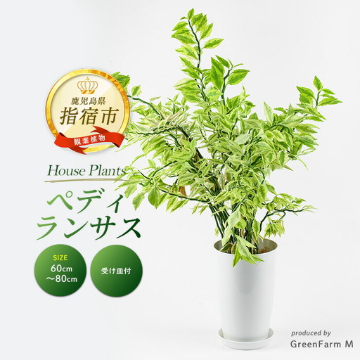 [観葉植物]ぺディランサス(ダイギンリュウ) 60cm〜80cm Green Farm M IB075-025 観葉植物 ※北海道・沖縄・離島配送不可