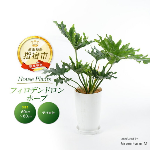 【観葉植物】フィロデンドロン・ホープ 60cm～80cm Green Farm M IB075-026 観葉植物 ※北海道・沖縄・離島配送不可