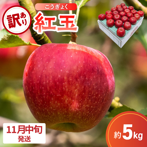 【2026年11月中旬発送】【訳あり】 りんご 5kg 紅玉 アップルパイ に最適 青森 不揃い