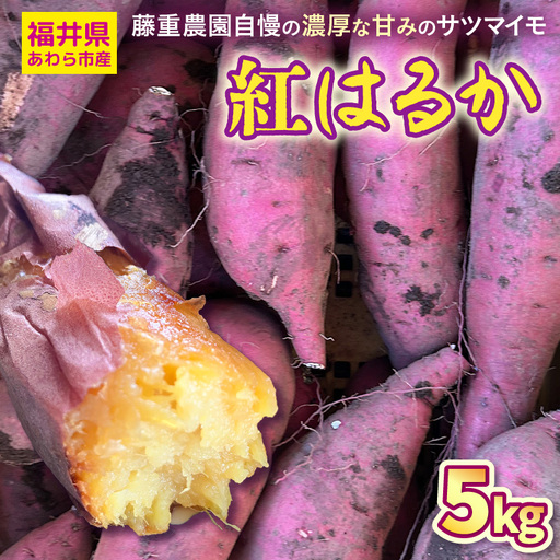 【先行予約】福井県あわら市産 藤重農園自慢の濃厚な甘みのサツマイモ 紅はるか 5kg / さつまいも 紅はるか べにはるか さつま芋 国産 土付き 芋 産地直送 熟成 サツマイモ ※2026年11月中旬以降順次発送 [aw083-a002]