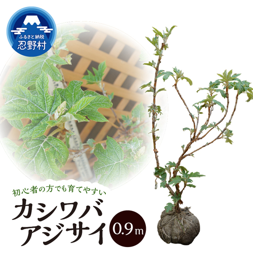 植木　カシワバアジサイ　0.9ｍ