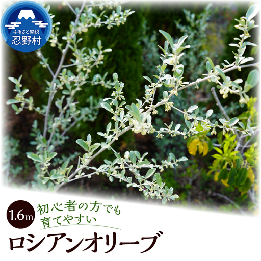 植木　ロシアンオリーブ　1.6ｍ