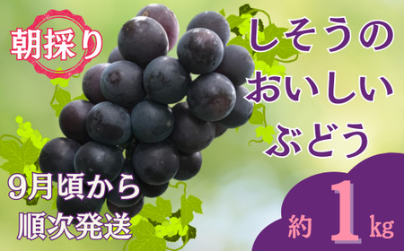 I6【令和8年産　先行受付】しそうのおいしいぶどう　約1㎏