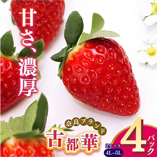 平群 の 古都華 4L 〜 5L サイズ (2パック 2ケース) 計4パック 辻本農園 | フルーツ いちご 古都華 先行予約 奈良県 平群町