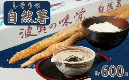 K7[令和8年産 先行受付]しそうの自然薯( 期間限定 数量限定 自然薯 山芋 芋 野菜 滋養強壮 じねんじょ )