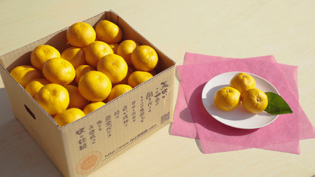 先行予約 宇城市産 温州みかん 約5kg【2026年12月上旬-2027年1月下旬発送予定】うちやま果樹園