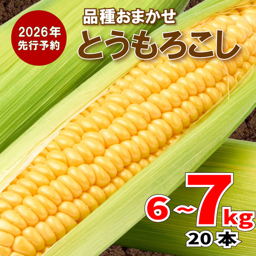 【順次発送開始】品種おまかせ とうもろこし 6~7kg [KNB002] とうもろこし