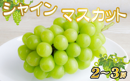 【産直もぎたて】シャインマスカット 1.3kg程度（2～3房 果実 くだもの フルーツ ブドウ 贈答用 限定）