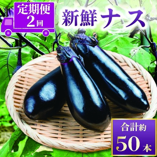 先行受付 ナス 定期便 計約50本 | ナス