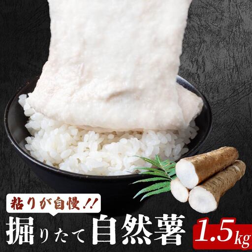 安田町産 自然薯1.5kg 自然薯 とろろ