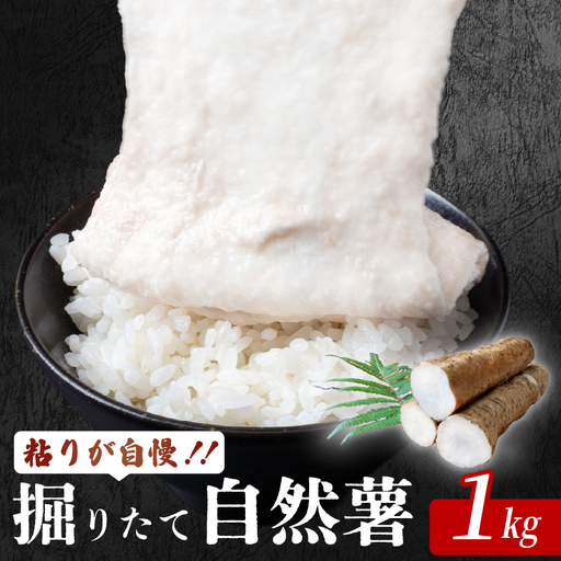 安田町産 自然薯1kg 自然薯 高知 安田町