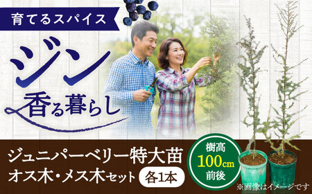 ジュニパーベリー特大苗(西洋ネズ)オス木・メス木セット Juniperus communis 樹高100cm前後 口径18cm スリット鉢植え