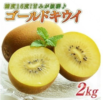 【期間限定】ゴールドキウイ 2kg きうい 国産 落合農園 静岡県 牧之原市