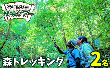 やんばるの森 秘境ツアー[森トレッキング]2名様