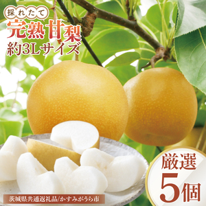 [8月中旬より発送][数量限定]採れたて完熟甘梨(なし)厳選5個(茨城県共通返礼品/かすみがうら市)(FW-10)