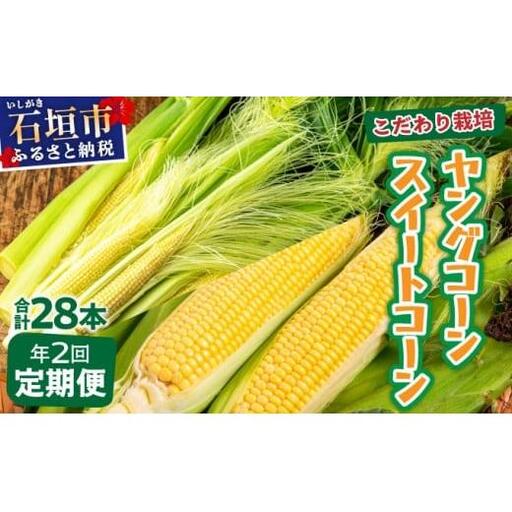 【先行予約2027年1月-5月配送】1番遅くて1番早い⁉ プレミアムヤングコーンとスイートコーンのよくばり定期便！！朝採れを皮付きのままお届け！！