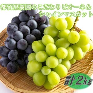 [数量限定]令和8年発送/都留果樹園のこだわりピオーネ&シャインマスカット計2kg ぶどう 果物 フルーツ 大分県産_2594R