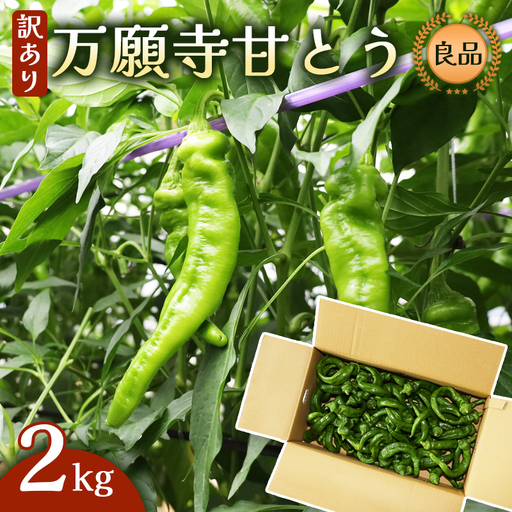 【訳あり】 万願寺甘とう 良品 2kg | 万願寺とうがらし 訳あり野菜 京野菜