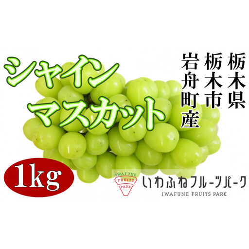 栃木市岩舟産シャインマスカット　1kg【フルーツ 果物 くだもの 食品 人気 おすすめ】