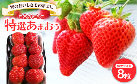 いちご いちご職人直送 白木のいちご 特選 あまおう (特大サイズ) 8粒 イチゴ 苺 果物 デザート ※配送不可：沖縄・離島