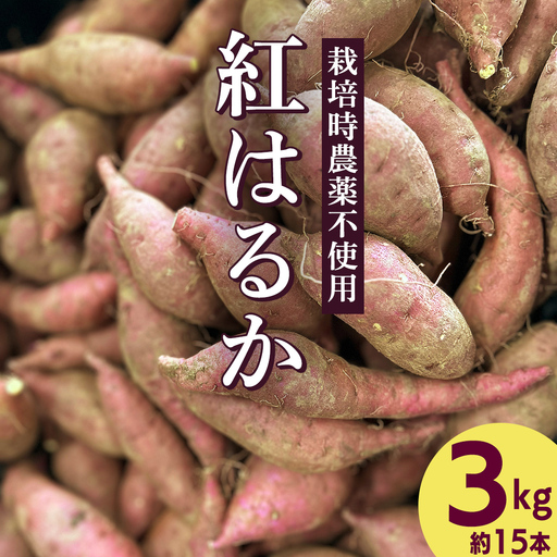 さつまいも 紅はるか 栽培期間中農薬不使用栽培 3kg 【2026年 11月以降発送】サツマイモ さつま芋 焼き芋 デザート 秋 旬 やきいも 芋 イモ 野菜 茨城県 城里町 (BJ008)