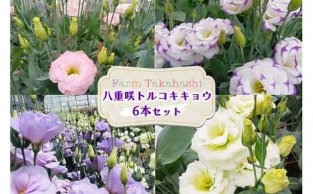 ファームたかはし トルコキキョウ 6本｜花 フラワー アレンジメント 大輪 長持ち 桔梗 はな お届け インテリア 飾り プレゼント お祝い [0419ch]