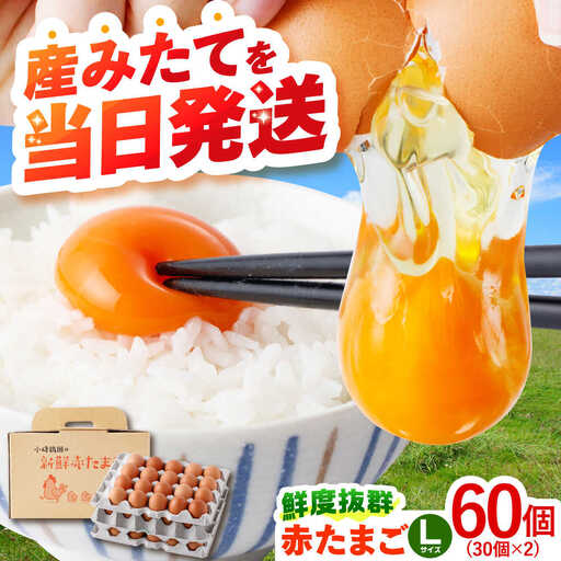 〈数量限定〉【朝採れ直送】小峰鶏園 赤たまご Lサイズ 60個 / 卵 玉子 たまご 卵焼き 玉子焼き 生卵 鶏卵 卵かけごはん / 諫早市 / 小峰鶏園 [AHFB001]
