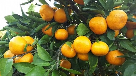 進栄 [家庭用]早生温州みかん 約5kg 