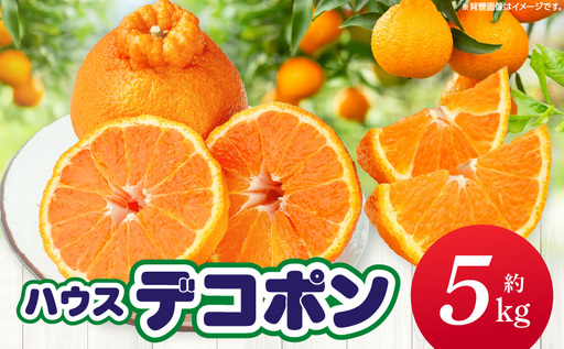 【先行予約】ハウスデコポン約5kg（12－24玉）【香川県共通返礼品】 | デコポン 甘い 酸味 柑橘 柑橘系 果物 フルーツ 青果 デザート グルメ おすすめ 贈答 贈り物 贈答用 ギフト プレゼント 特産品 特産 取り寄せ 香川県 三木町 |_mk006-056