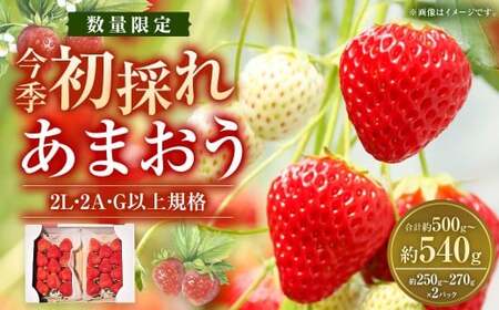 今季初採れ あまおう 2パック 約500〜540g [数量限定] [2026年12月上旬〜2027年1月下旬発送予定] 苺 いちご 果物 果実 フルーツ 国産 九州 福岡県 香春町 冷蔵