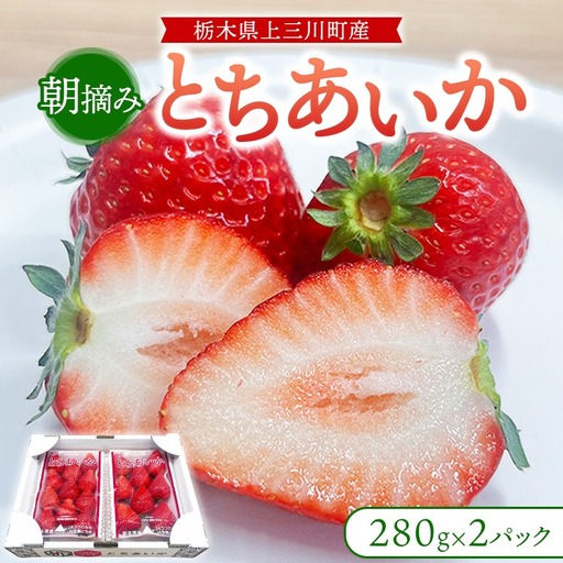 朝摘み完熟『とちあいか』 栃木のイチゴ　大粒　280g以上×2P | いちご イチゴ 苺 栃木県 果物 フルーツ 甘い 酸味 さっぱり 完熟 ※2027年1月～発送