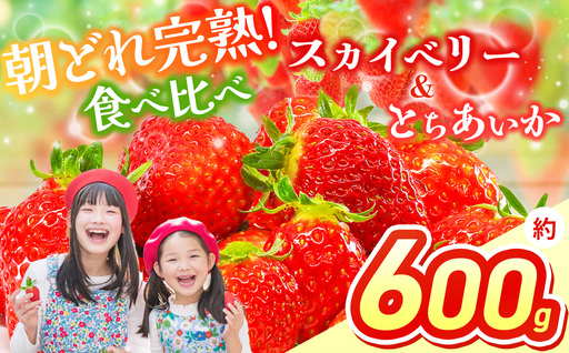 【先行予約】スカイベリー＆とちあいか 食べ比べ 300g×2 | 栃木県 那珂川町 