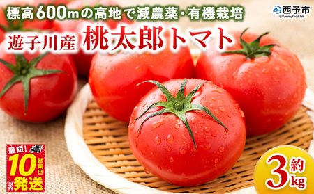 [標高600mの高地で減農薬・有機栽培の遊子川産 桃太郎トマト 約3kg] 国産 とまと 野菜 トマト 3キロ 西予市産 愛媛県 産地直送 食べて応援 特産品 遊子川ザ・リコピンズ 愛媛県 西予市[常温]『令和8年8月〜10月間に最短10営業日以内に順次発送予定』SYR0007