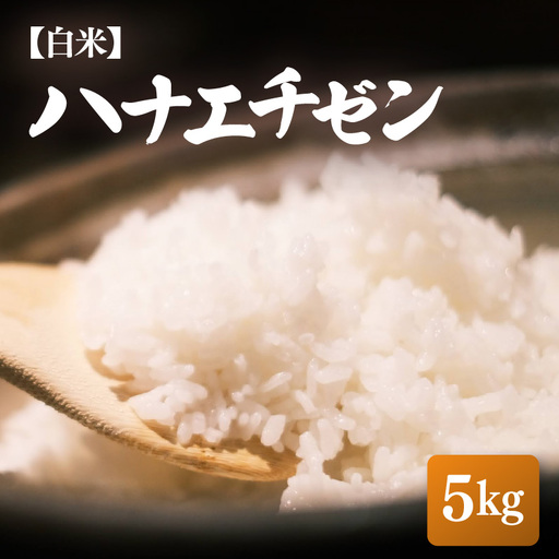 [先行予約][令和8年産・新米]ハナエチゼン 5kg[白米][2026年10月中旬以降順次][ 華越前 人気品種 玄米 福井県ブランド] [e26-a014_01]