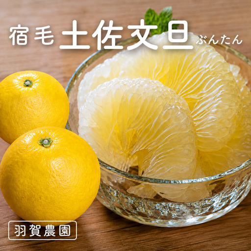 羽賀農園の土佐文旦 10kg家庭用(小玉) 土佐文旦