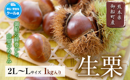 【先行予約】生栗約1kg(2L-Lサイズ)《2026年9月上旬-9月下旬頃出荷》