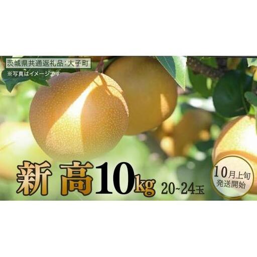 新高 約10kg (20～24玉)【2026年10月上旬発送開始】(茨城県共通返礼品：大子町)