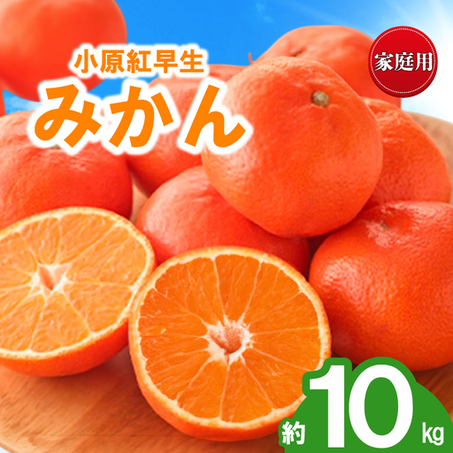 先行予約 訳あり みかん 蜜柑 約10kg 小原紅早生 小原紅早生みかん 柑橘 オレンジ 家庭用 11月下旬～12月下旬 配送 香川県 丸亀市