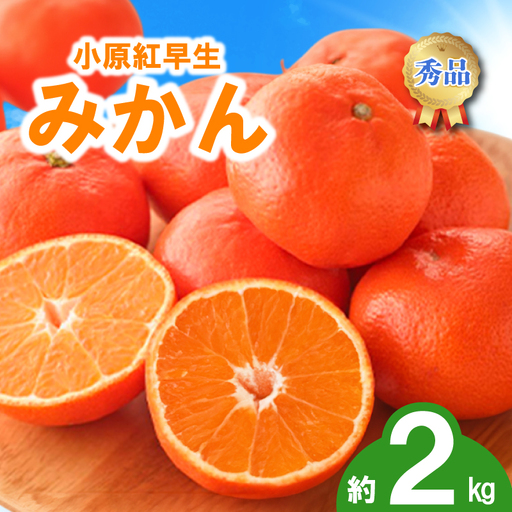 先行予約 みかん 蜜柑 約2kg 小原紅早生 小原紅早生みかん 柑橘 オレンジ 11月下旬～12月下旬 配送 選べる 容量 香川県 丸亀市