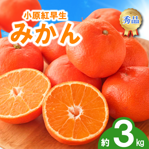 先行予約 みかん 蜜柑 約3kg 小原紅早生 小原紅早生みかん 柑橘 オレンジ 11月下旬～12月下旬 配送 選べる 容量 香川県 丸亀市