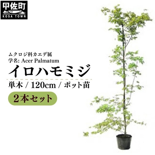 イロハモミジ（伊呂波紅葉）苗木 単木 樹高1.2m前後 2本セット ポット苗 シンボルツリー 落葉樹 植木 庭木【価格改定】