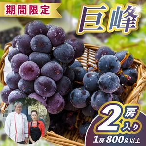 【先行予約】 巨峰 2房 (大粒800g以上/房) 