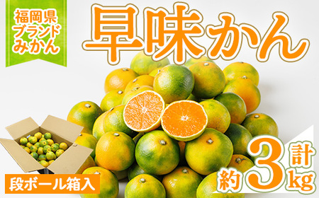 福岡ブランドみかん 早味かん (約計3kg) みかん ミカン フルーツ 果物 くだもの 柑橘 福岡限定 オリジナルブランド [離島配送不可][ksg1759][農産物直売所ほたるの里]