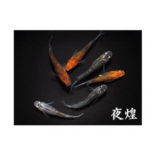 メダカ「夜煌（やこう）」3ペア