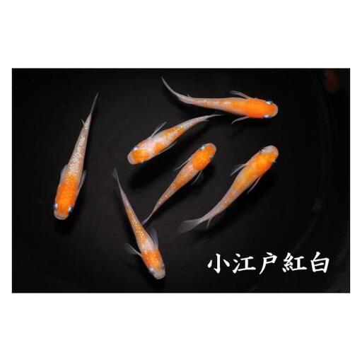 メダカ「小江戸紅白」2ペア