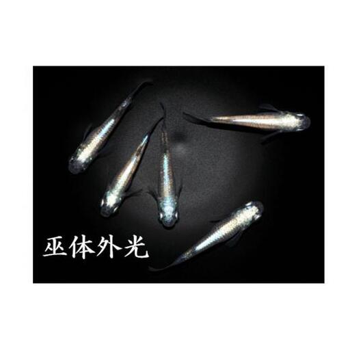メダカ「巫体外光（かんなぎたいがいこう）」3ペア